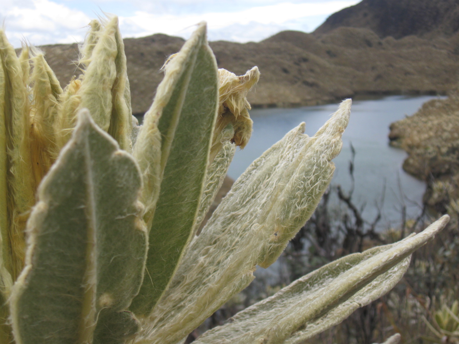 Crece polémica por minería y nueva delimitación de Santurbán
