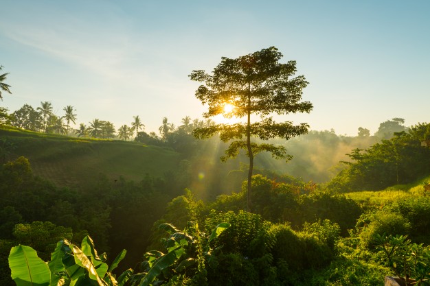 Rol protagónico de los bosques tropicales de Brasil, Colombia, Perú y México para enfrentar el cambio climático