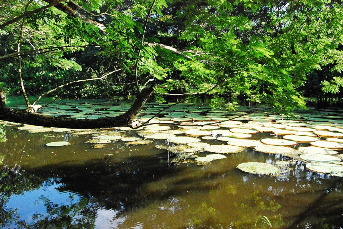 Podcast: ¿Qué son los Planes de Ordenamiento Territorial?