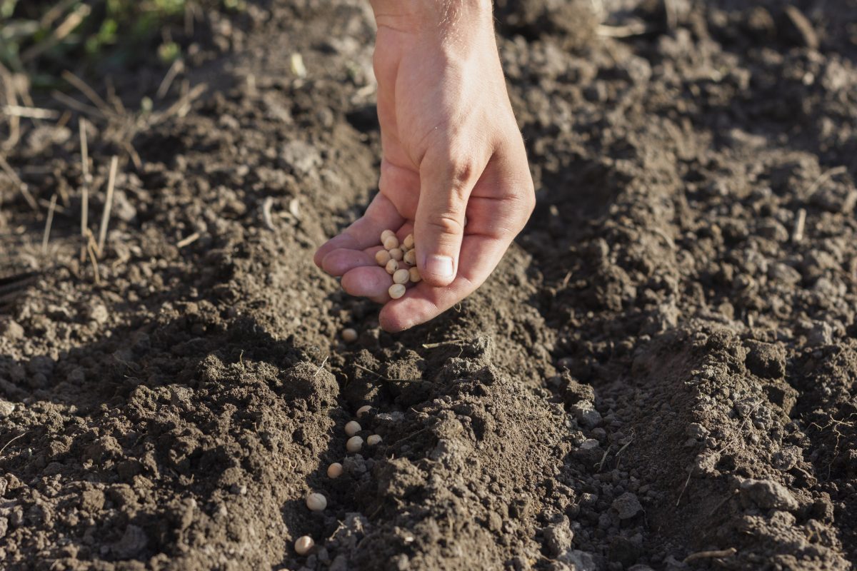 Food Security, Sovereignty, and Autonomy in the Era of a Health Crisis